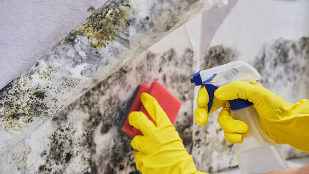 Why You Should Choose Our Mold Remediation Services in Forest Hill, TX